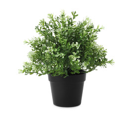 Fototapeta premium Beautiful artificial plant in flower pot isolated on white