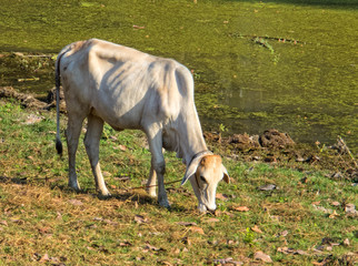 Naklejka premium A skinny cow is grazing at Angkor Thom next to the ancient ruins - Siem Reap, Cambodia