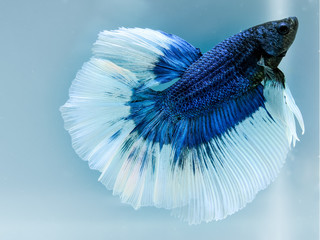 Close up art movement of Blue colour betta fish,Siamese fighting fish isolated on blue background.