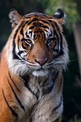 Foto op Plexiglas Portret van Sumatraanse tijger met een dreigende blik. © Celena