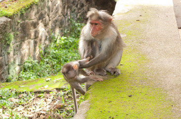 A mother macaque helping its baby climb up a steep wall