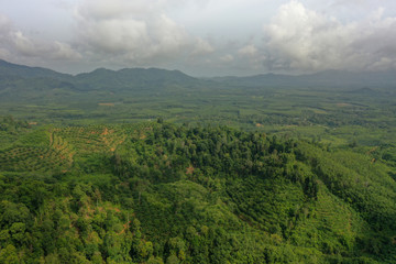 Aerial view of oil palm and rubber tree plantations
