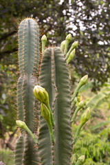 cactus in bloom
Close up  of cactus