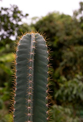cactus in bloom
Close up  of cactus
