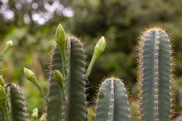 cactus in bloom
Close up  of cactus