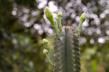 cactus in bloom
Close up  of cactus