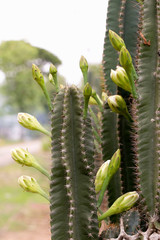 Fototapeta na wymiar cactus in bloom Close up of cactus