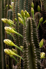 cactus in bloom
Close up  of cactus