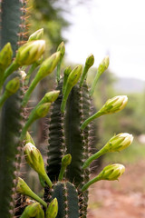 cactus in bloom
Close up  of cactus