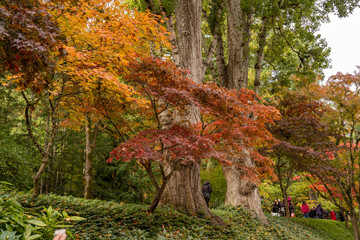Fototapeta na wymiar colors of fall