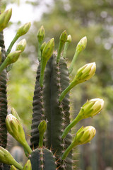 cactus in bloom
Close up  of cactus