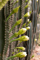 cactus in bloom
Close up  of cactus