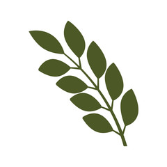 Isolated green leaf branch