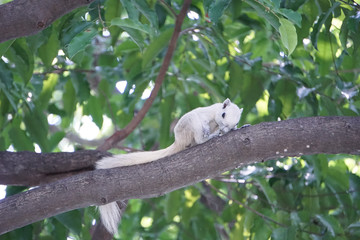 squirrel in tree