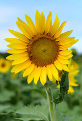 Sunflower on a field with bee inside