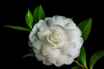 Single White Camelia Sasanqua flower isolated on black background.
