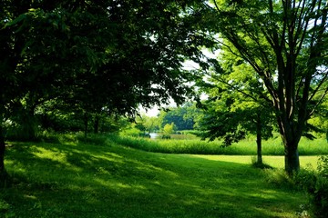 緑のトンネル　爽やか　風景　茨城
