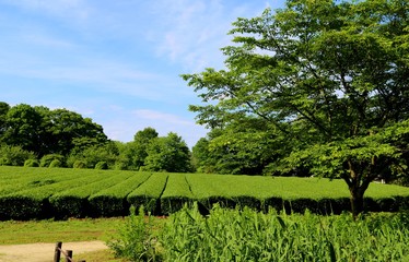 新緑　茶畑　風景　茨城