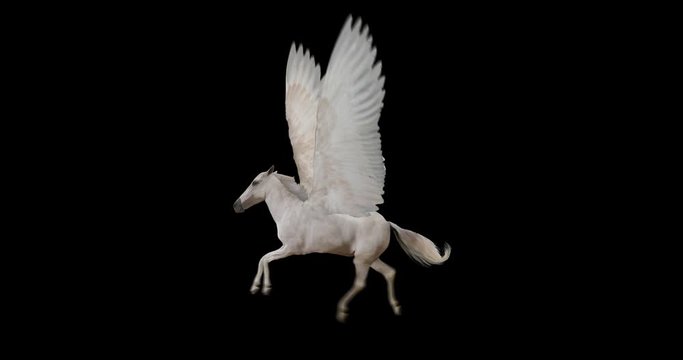 Pegasus and winged Unicorn flying on a transparent background. The first flying horse with horn, and the second without horn. Isolated and cyclic animation. Seamless loop. Alpha channel.