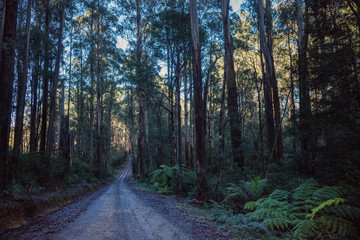 Narrow gravel road in a forest  of eucalypts