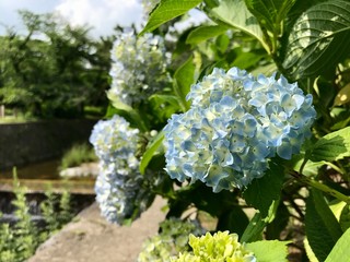 あじさい　紫陽花　梅雨