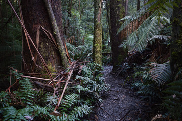 narrow forest path in autumn with moss and ferns