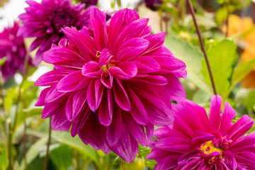 Fototapeta premium colorful flowers
