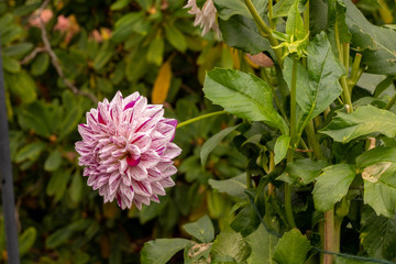 colorful flowers