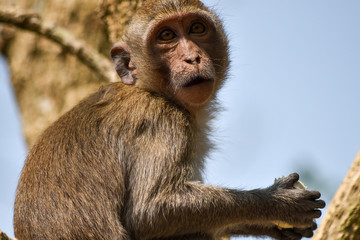close-up of a monkey on a tree with food in its paws