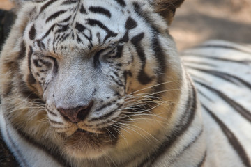 beautiful closeup portrait of a sleeping white tiger