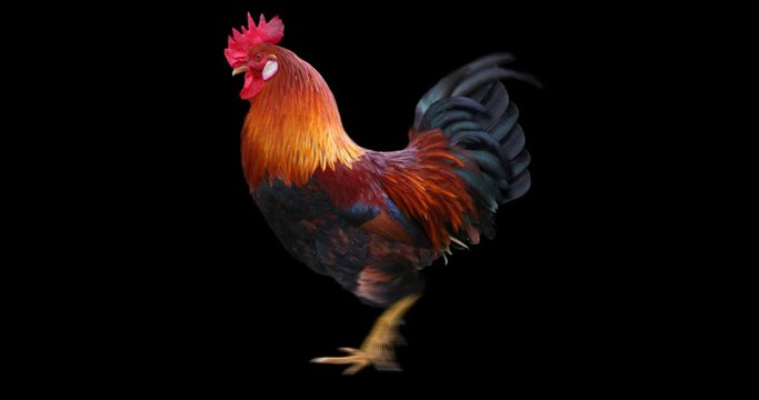 Rooster running realistic animation. Isolated animal video including alpha channel allows to add background in post-production. Element for visual effects.