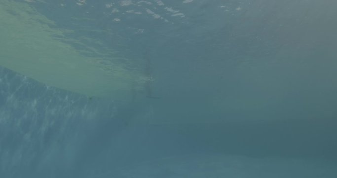 captivated dolphin in pool water park for show underwater v log footage