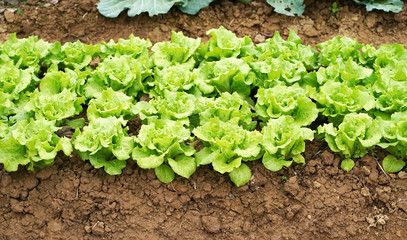 lettuce vegetable salad growing in rural farmland