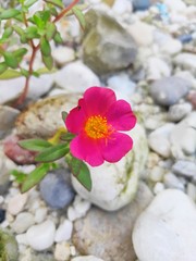 Obraz na płótnie Canvas Portulaca grandiflora known as rose moss. Red Moss Rose flower isolated in home garden. Perfect For Flowers Background