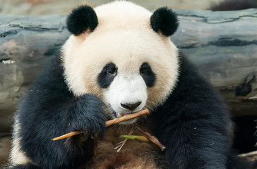 Obraz premium Panda eating shoots of bamboo. Rare and endangered black and white bear.