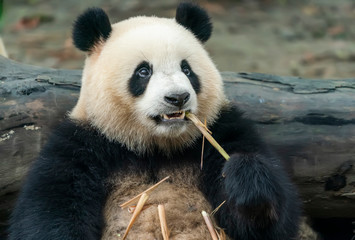 Panda eating shoots of bamboo. Rare and endangered black and white bear.