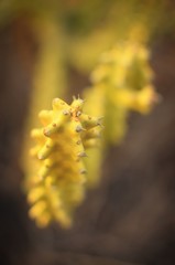 cactus plant in the nature