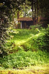 an old house in middle of green forest