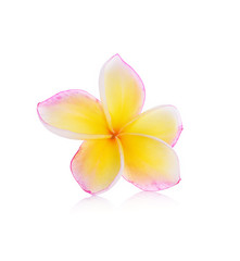 Plumeria flowers isolated on white background