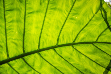 Fototapeta na wymiar green alocasia odora leaf