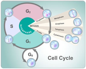 Division cycle of eukaryotic cell divided into four phases: G1, S, G2 and mitosis - obrazy, fototapety, plakaty