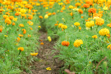 yellow cosmos flowers farm