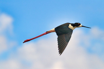 Obraz premium Black necked stilt flying overhead with wings fully extended downward.