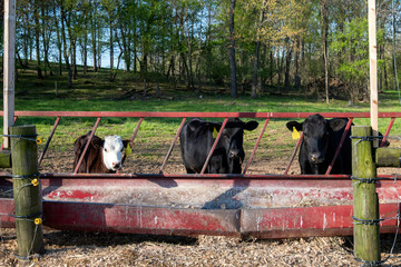 Three cows line up at a feeding trough and pose for a photo.