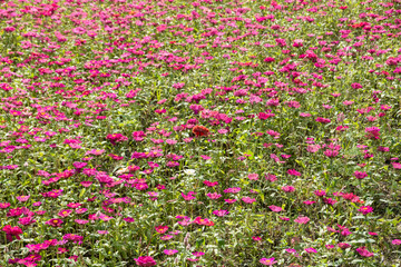 Fototapeta premium colorful cosmos flowers farm