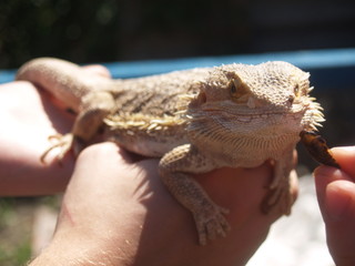 Reptile, big lizard in the hands
