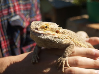Reptile, big lizard in the hands
