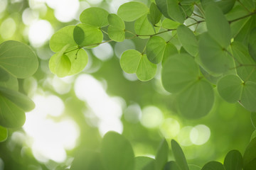 Beautiful attractive nature view of green leaf on blurred greenery background in garden with copy space using as background natural green plants landscape, ecology, fresh wallpaper concept.