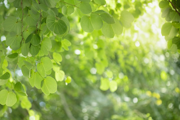 Fototapeta na wymiar Beautiful attractive nature view of green leaf on blurred greenery background in garden with copy space using as background natural green plants landscape, ecology, fresh wallpaper concept.