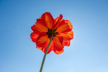 yellow cosmos flowers